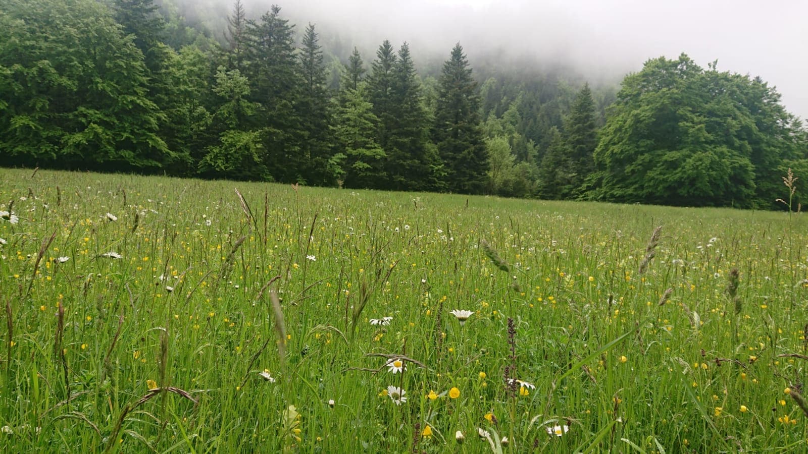 Prairie fleurie de marguerites et de boutons d’or devant la forêt de sapins